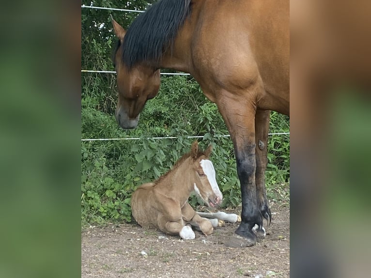 Huzule Stute 8 Jahre 148 cm Brauner in Schillingsfürst