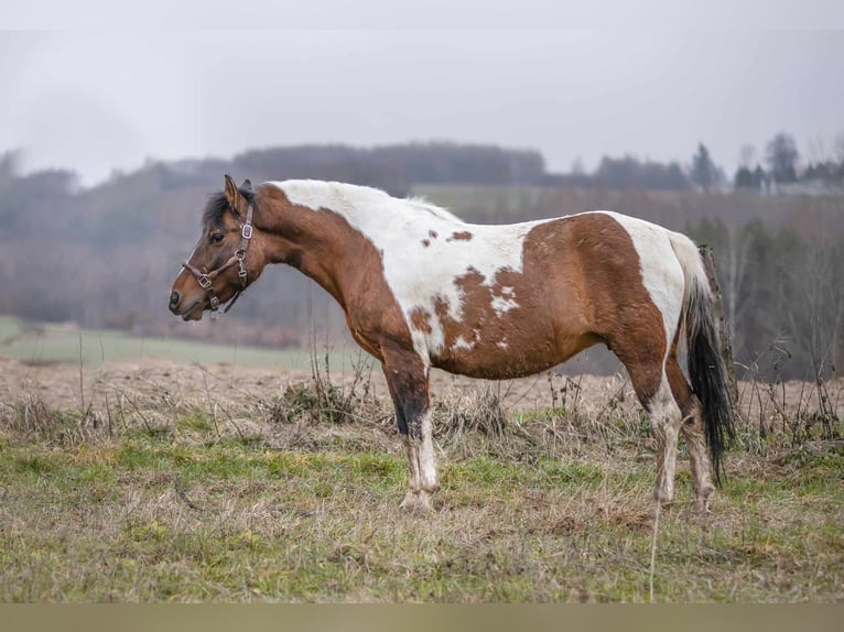 Huzule Stute 9 Jahre 138 cm Tobiano-alle-Farben in Jodłówka