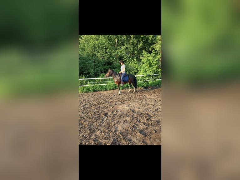 Huzule Stute 9 Jahre 140 cm Schecke in Kamenz