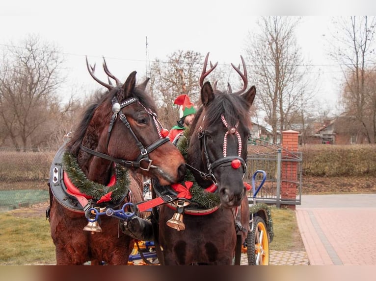 Huzule Stute 9 Jahre 140 cm Tobiano-alle-Farben in Jod&#x142;&#xF3;wka