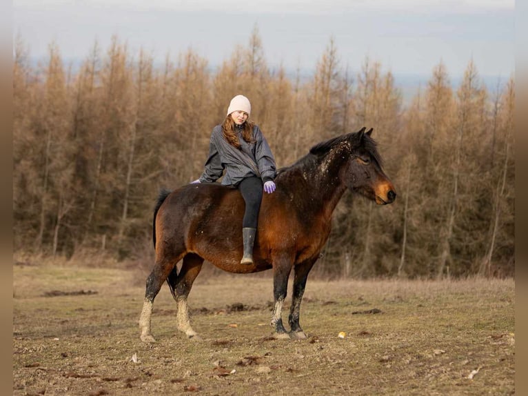 Huzule Stute 9 Jahre 140 cm Tobiano-alle-Farben in Jod&#x142;&#xF3;wka