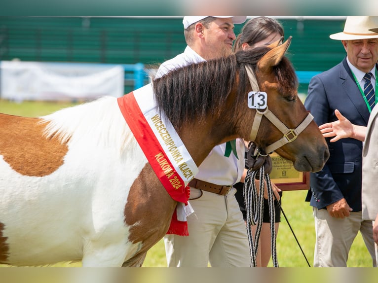 Huzule Stute 9 Jahre 140 cm Tobiano-alle-Farben in Jod&#x142;&#xF3;wka
