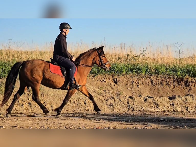 Huzule Stute 9 Jahre 140 cm Tobiano-alle-Farben in Jod&#x142;&#xF3;wka
