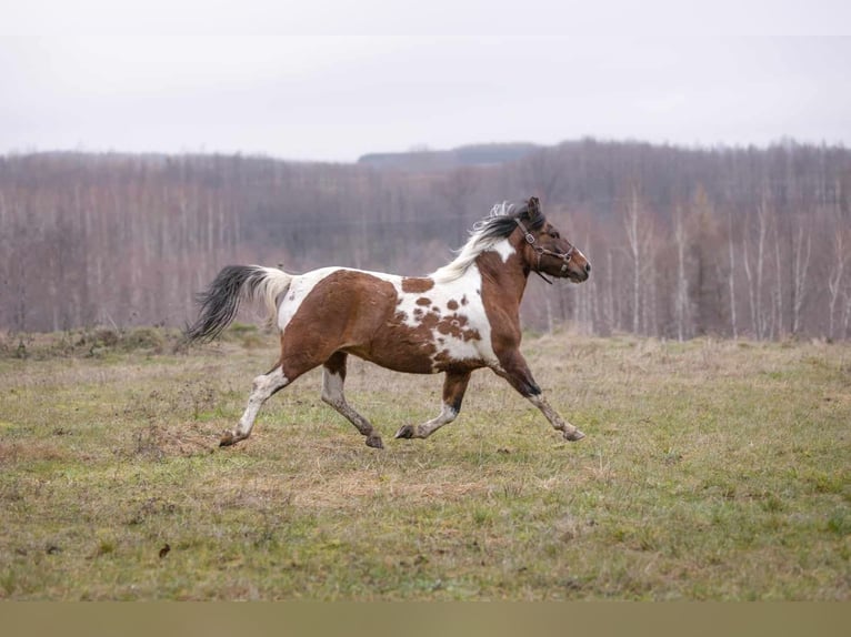 Huzule Stute 9 Jahre 140 cm Tobiano-alle-Farben in Jod&#x142;&#xF3;wka
