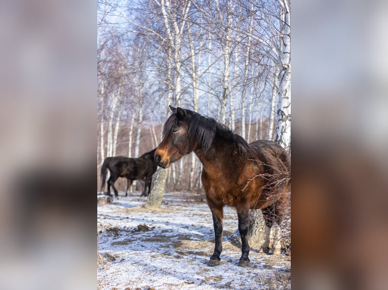 Huzule Stute 9 Jahre 140 cm Tobiano-alle-Farben in Jod&#x142;&#xF3;wka