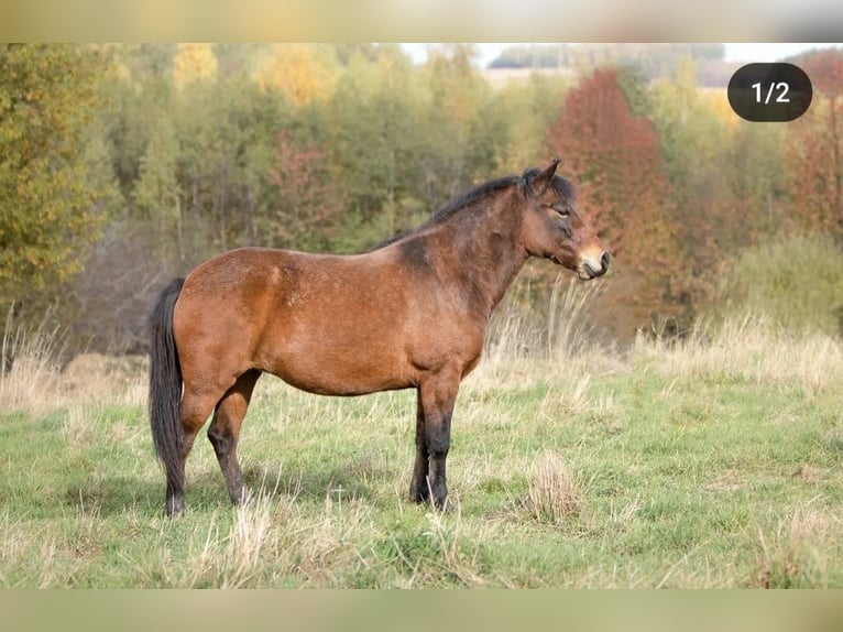 Huzule Stute 9 Jahre 140 cm Tobiano-alle-Farben in Jod&#x142;&#xF3;wka
