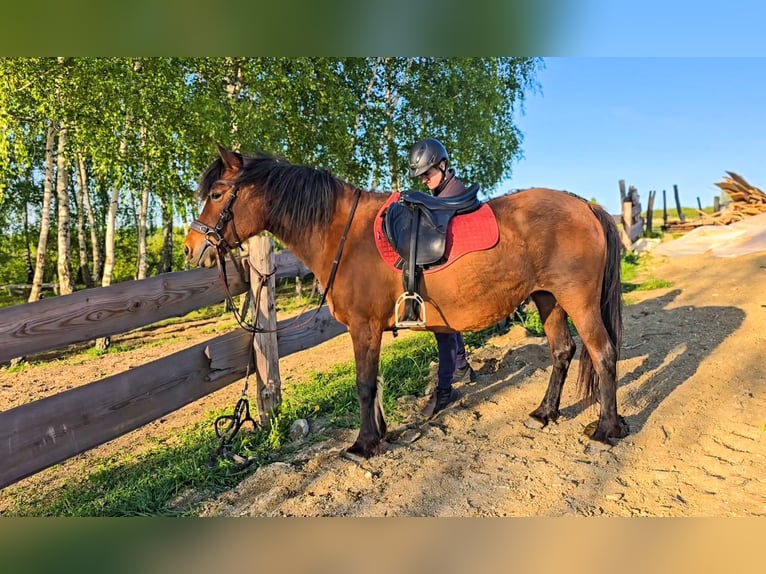 Huzule Stute 9 Jahre 140 cm Tobiano-alle-Farben in Jod&#x142;&#xF3;wka