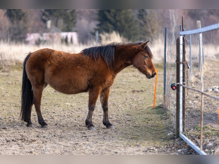 Huzule Stute 9 Jahre 140 cm Tobiano-alle-Farben in Jod&#x142;&#xF3;wka
