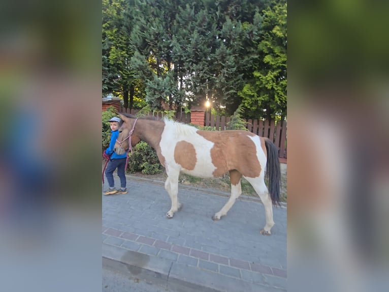 Huzule Stute 9 Jahre 140 cm Tobiano-alle-Farben in Jod&#x142;&#xF3;wka