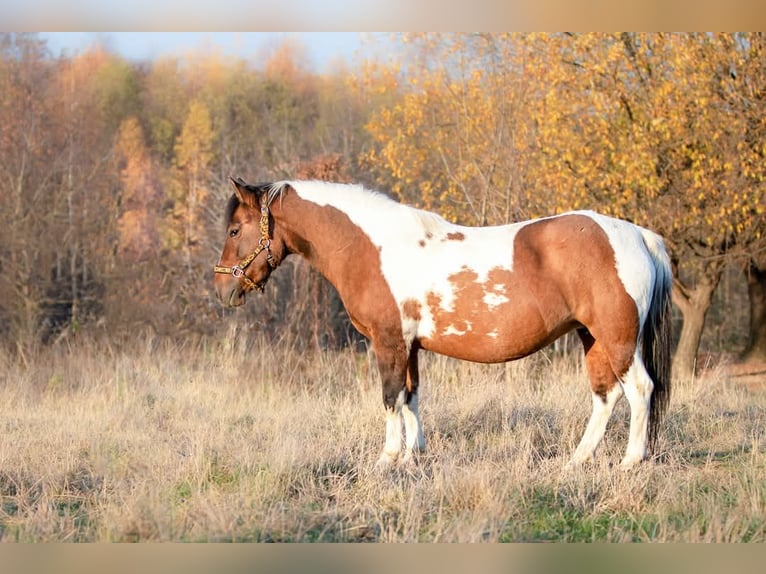 Huzule Stute 9 Jahre 140 cm Tobiano-alle-Farben in Jod&#x142;&#xF3;wka