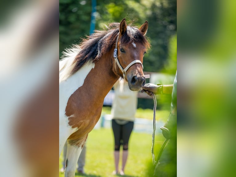 Huzule Stute 9 Jahre 140 cm Tobiano-alle-Farben in Jod&#x142;&#xF3;wka