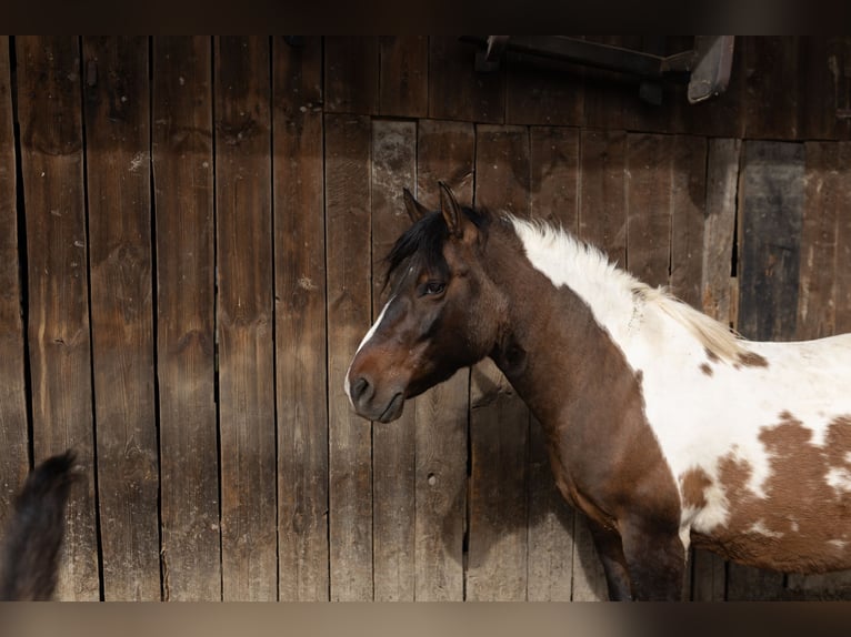 Huzule Stute 9 Jahre 140 cm Tobiano-alle-Farben in Jod&#x142;&#xF3;wka