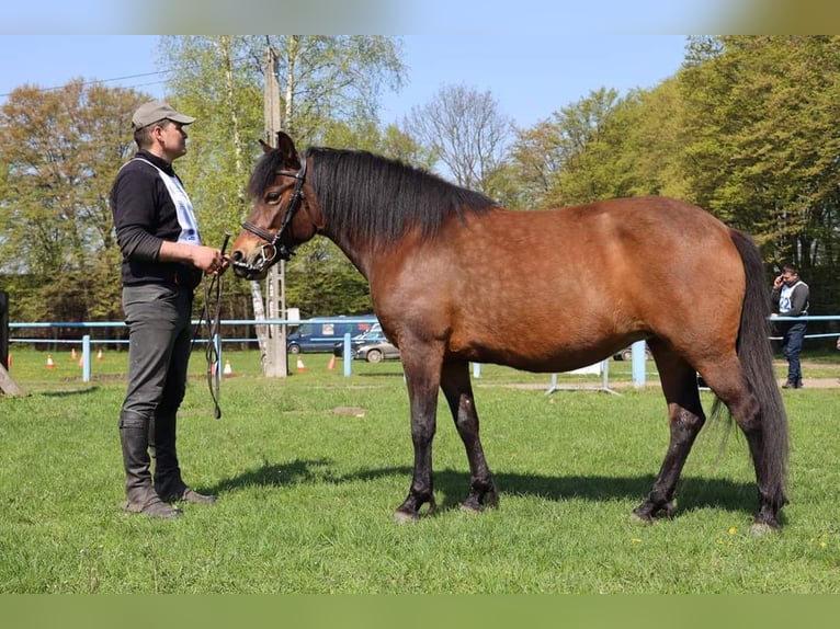Huzule Stute 9 Jahre 140 cm Tobiano-alle-Farben in Jod&#x142;&#xF3;wka