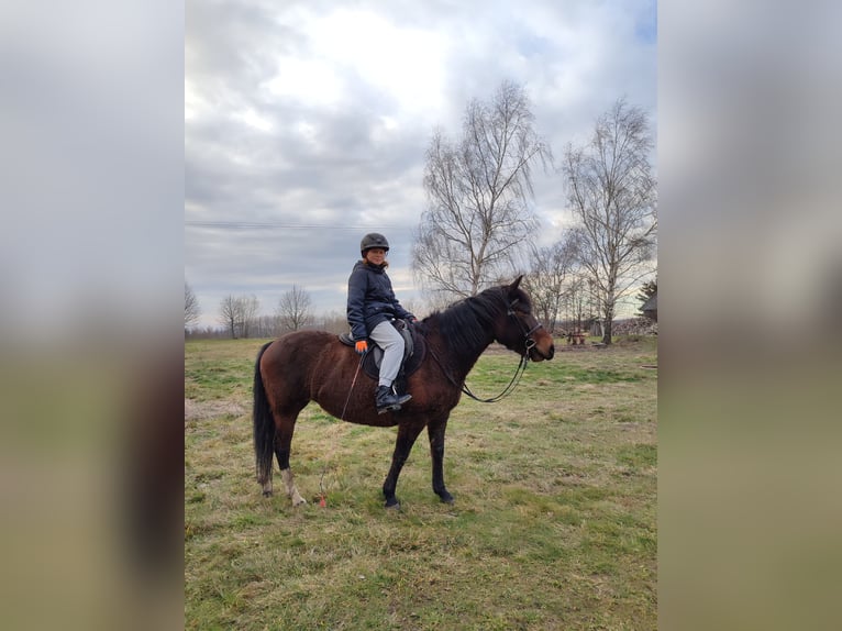 Huzule Stute 9 Jahre 140 cm Tobiano-alle-Farben in Jod&#x142;&#xF3;wka