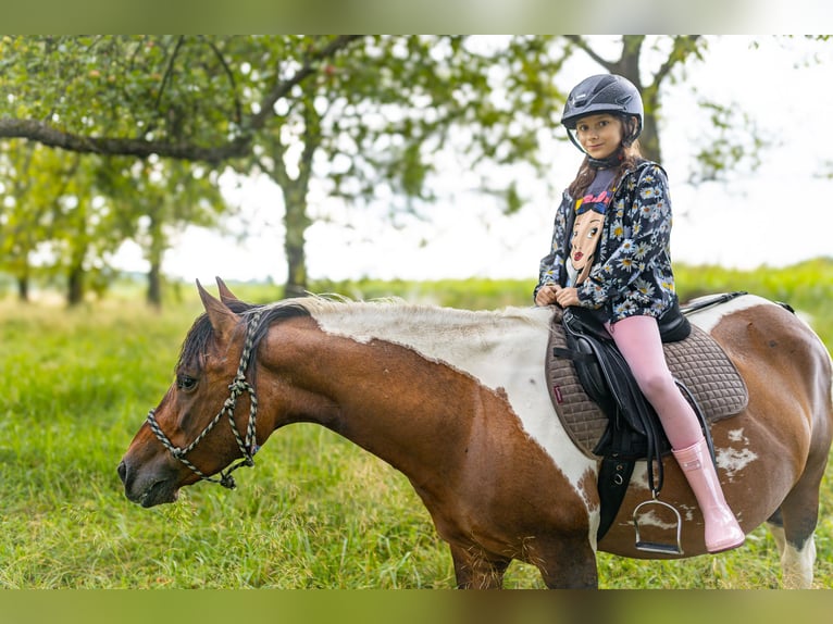 Huzule Stute 9 Jahre 140 cm Tobiano-alle-Farben in Jod&#x142;&#xF3;wka