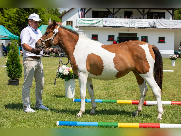 Huzule Stute 9 Jahre 140 cm Tobiano-alle-Farben in Jod&#x142;&#xF3;wka