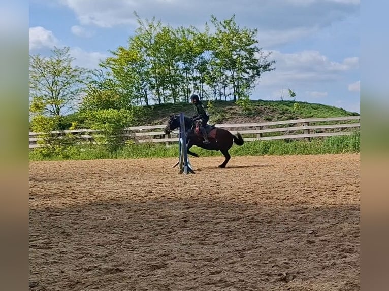Huzule Wallach 10 Jahre 140 cm Rappe in Lubin