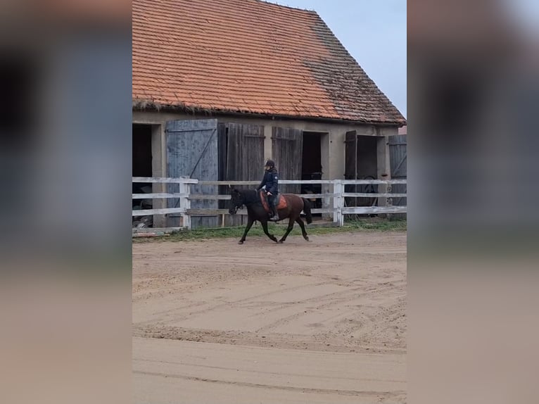 Huzule Wallach 10 Jahre 140 cm Rappe in Lubin