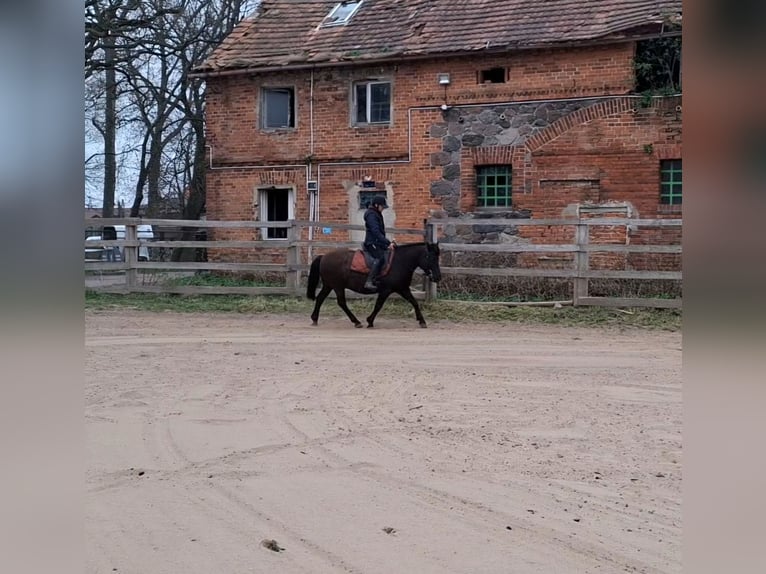 Huzule Wallach 10 Jahre 140 cm Rappe in Lubin