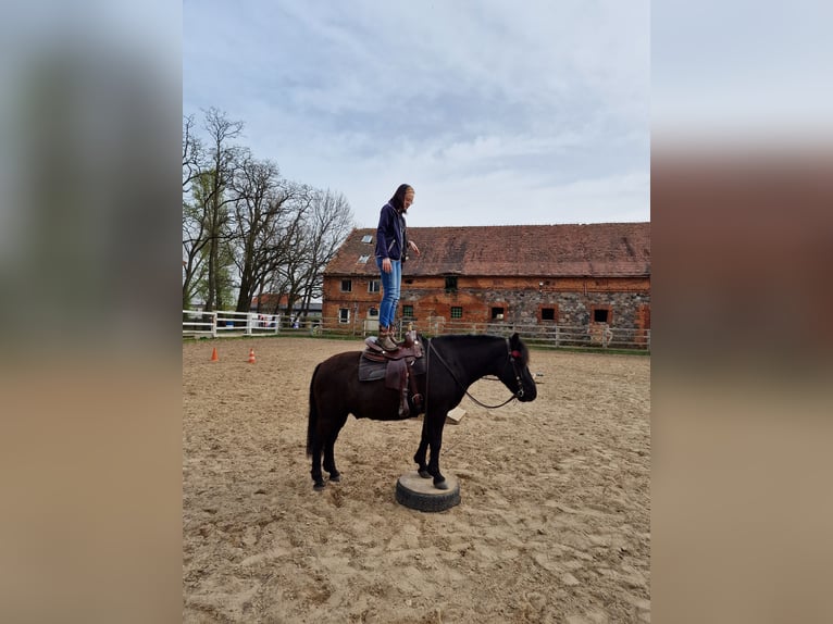 Huzule Wallach 10 Jahre 140 cm Rappe in Lubin