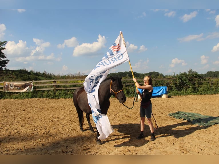 Huzule Wallach 10 Jahre 140 cm Rappe in Lubin