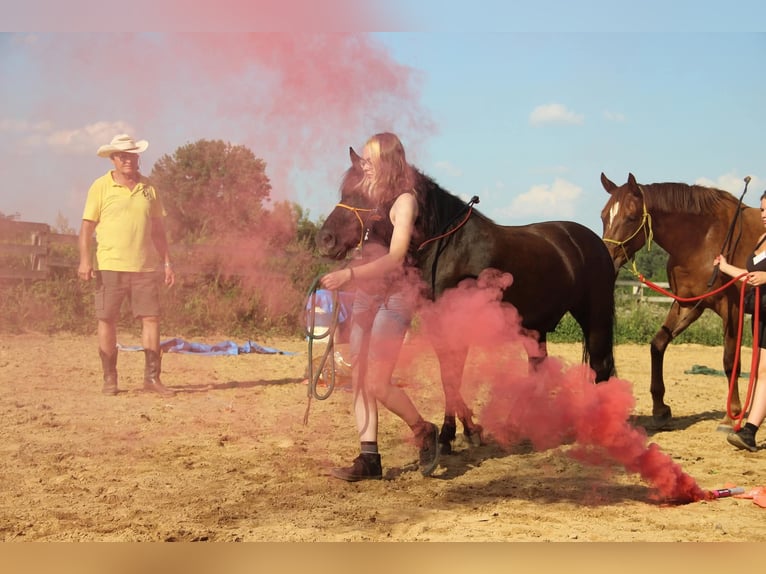 Huzule Wallach 10 Jahre 140 cm Rappe in Lubin