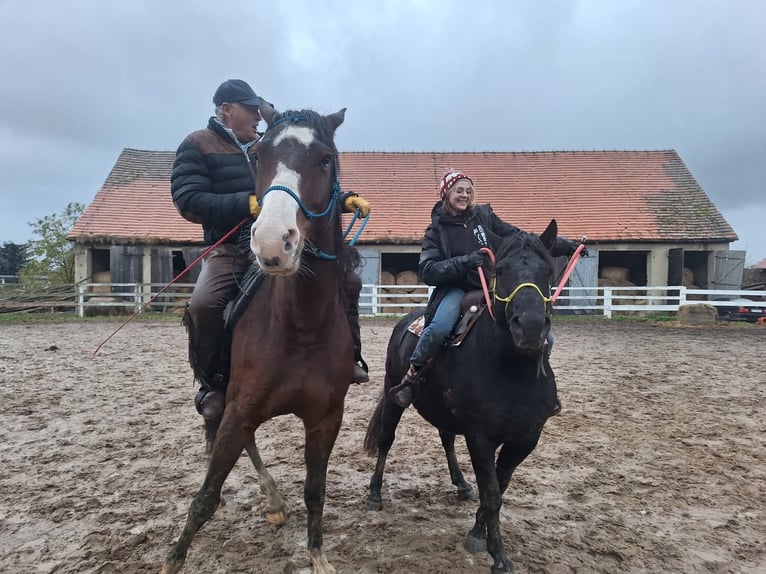 Huzule Wallach 10 Jahre 140 cm Rappe in Lubin