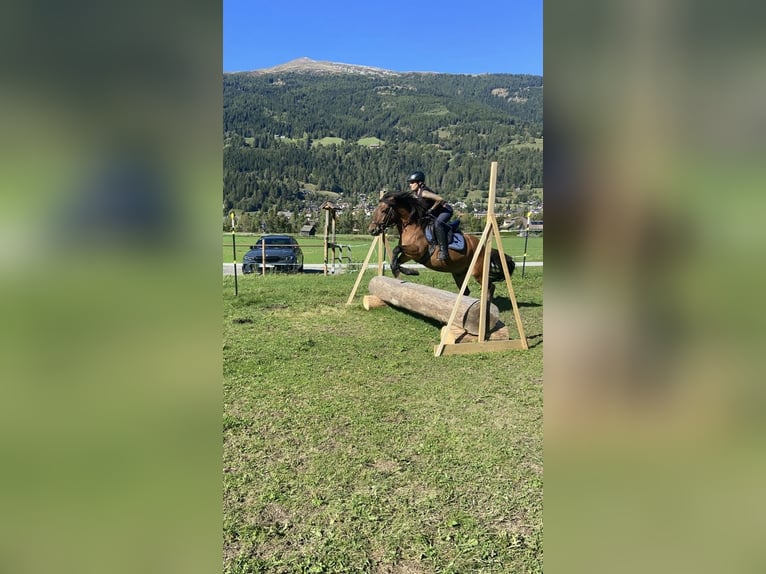 Huzule Wallach 10 Jahre 143 cm Falbe in Sankt Margarethen im Lungau