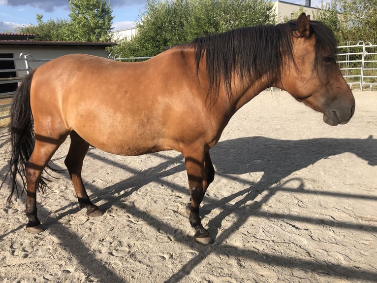 Huzule Wallach 10 Jahre 145 cm in Zwenkau