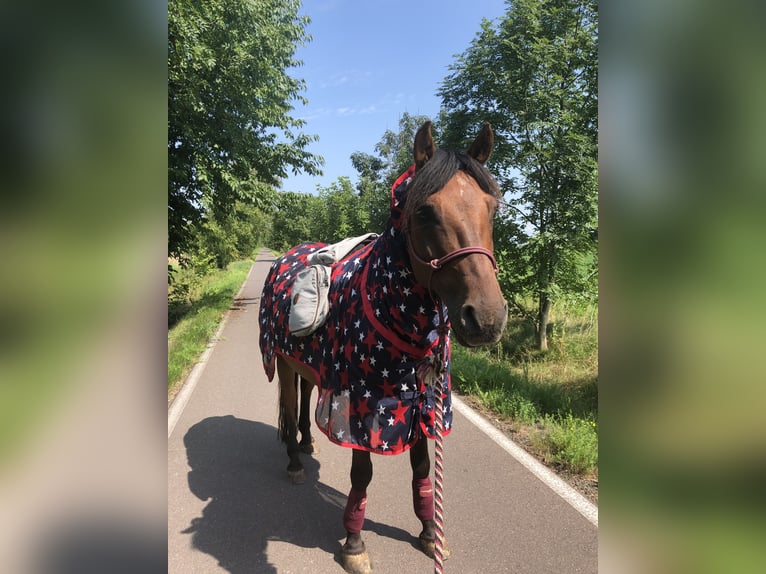 Huzule Wallach 10 Jahre 145 cm in Zwenkau
