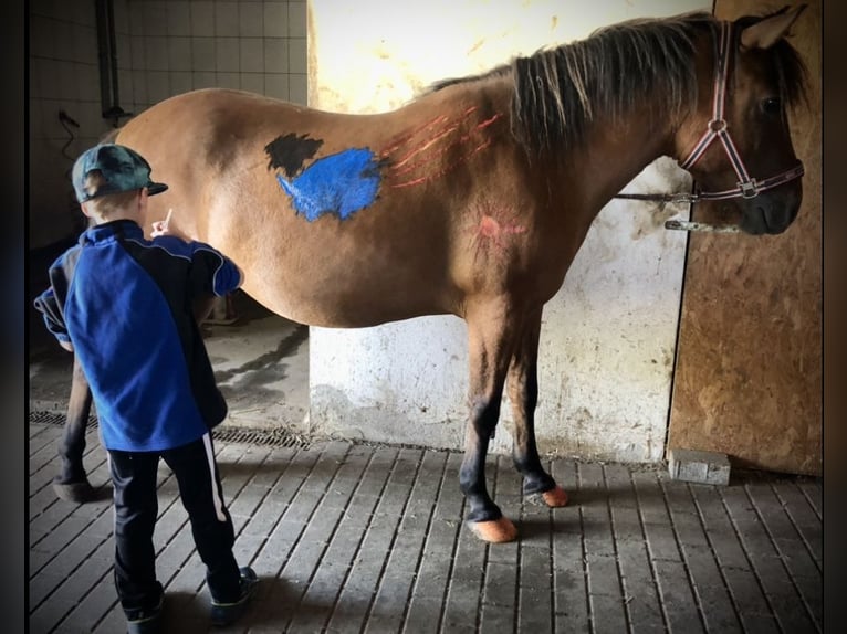 Huzule Wallach 10 Jahre 145 cm in Zwenkau