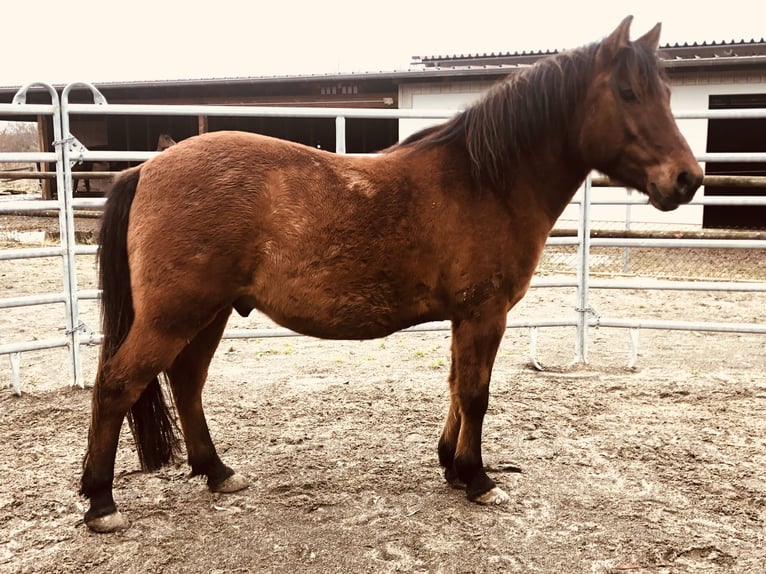 Huzule Wallach 10 Jahre 145 cm in Zwenkau