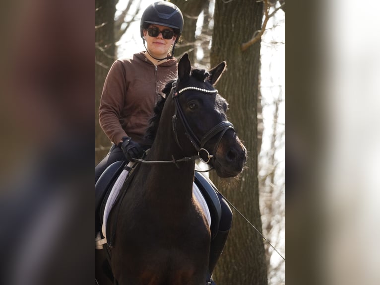 Huzule Wallach 10 Jahre 146 cm Rappe in Nettersheim