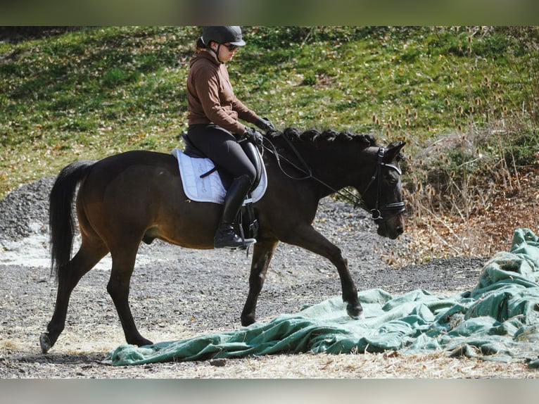 Huzule Wallach 10 Jahre 146 cm Rappe in Nettersheim