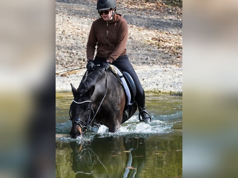 Huzule Wallach 10 Jahre 146 cm Rappe in Nettersheim
