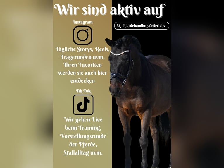 Huzule Wallach 10 Jahre 146 cm Rappe in Nettersheim