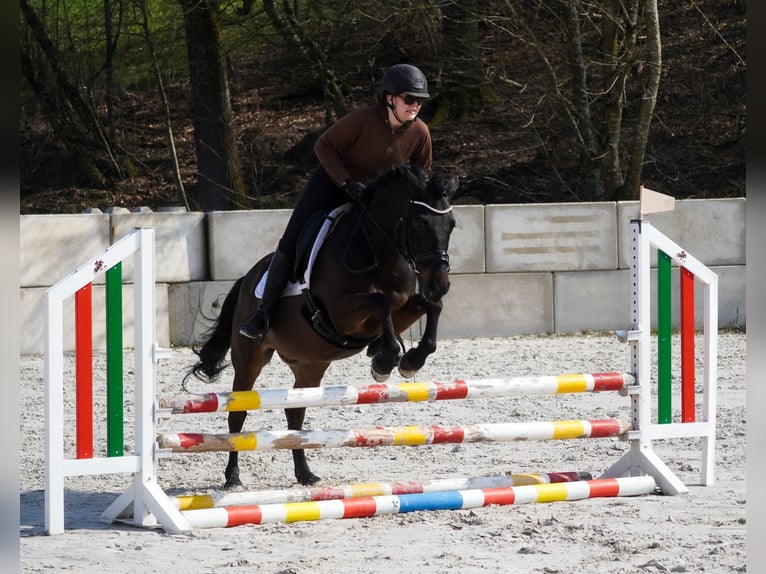 Huzule Wallach 10 Jahre 146 cm Rappe in Nettersheim