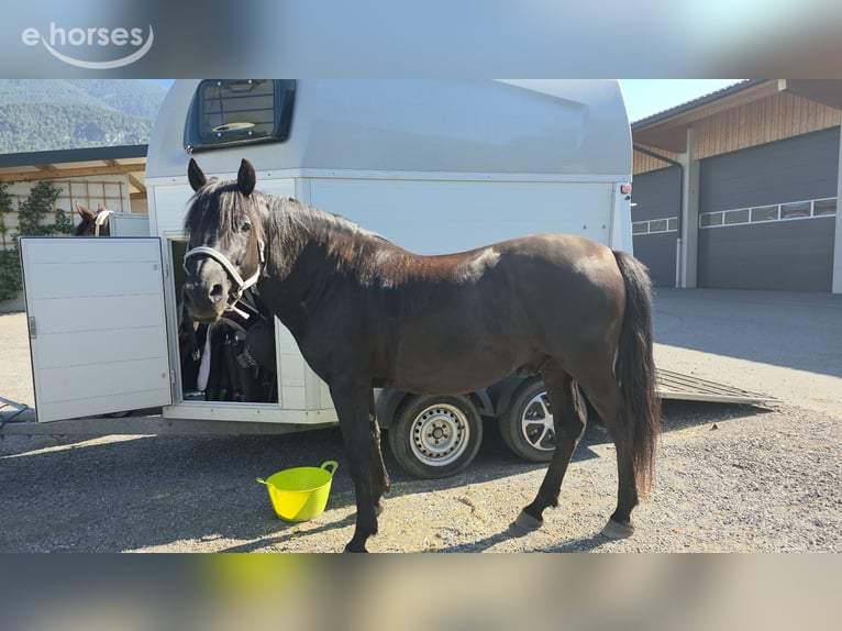 Huzule Wallach 10 Jahre 150 cm Schwarzbrauner in Mieming