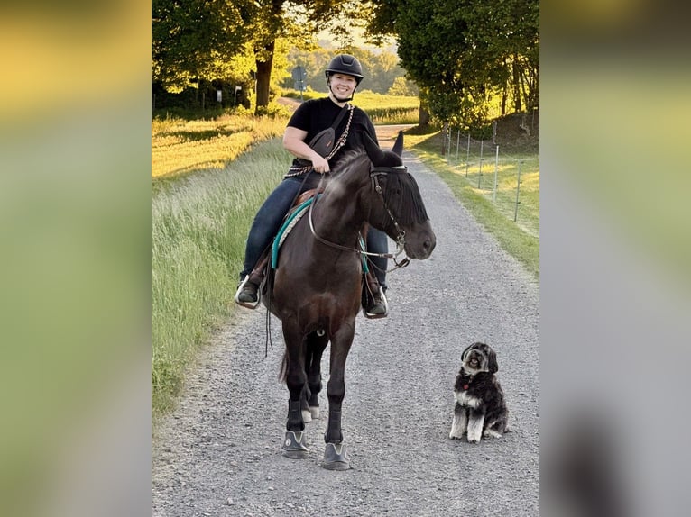 Huzule Mix Wallach 10 Jahre 155 cm Rappe in Hadamar