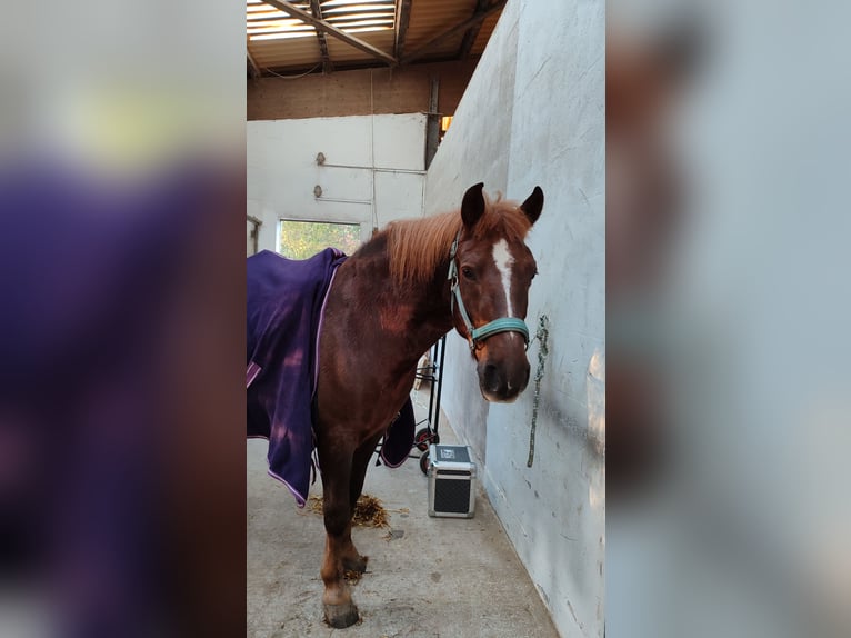 Huzule Wallach 11 Jahre 140 cm Dunkelfuchs in Hämelhausen