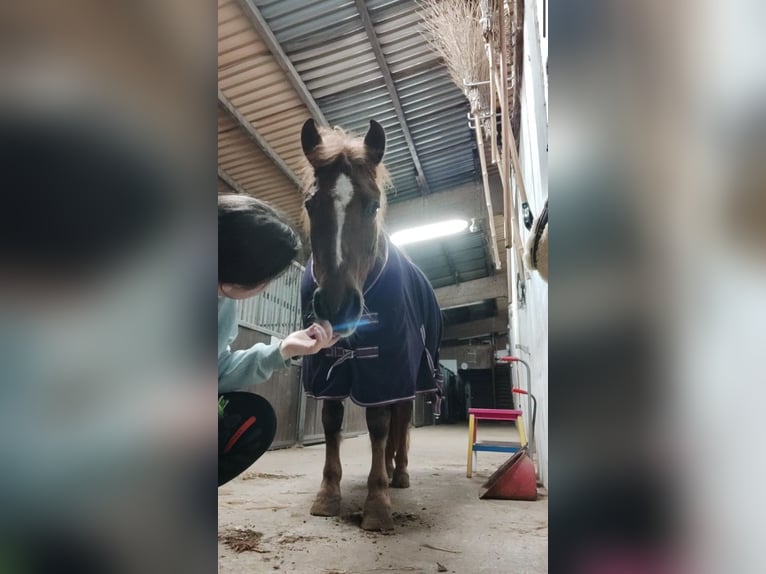 Huzule Wallach 11 Jahre 140 cm Dunkelfuchs in Hämelhausen