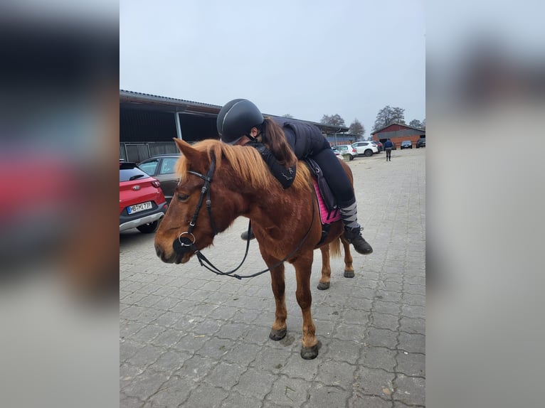 Huzule Wallach 11 Jahre 140 cm Dunkelfuchs in Hämelhausen