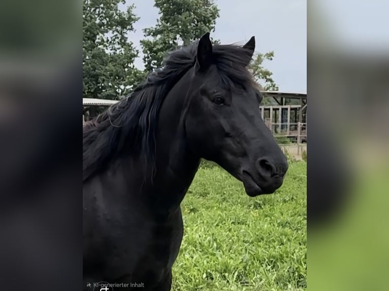 Huzule Wallach 11 Jahre 140 cm Rappe in Zetel Neuenburg