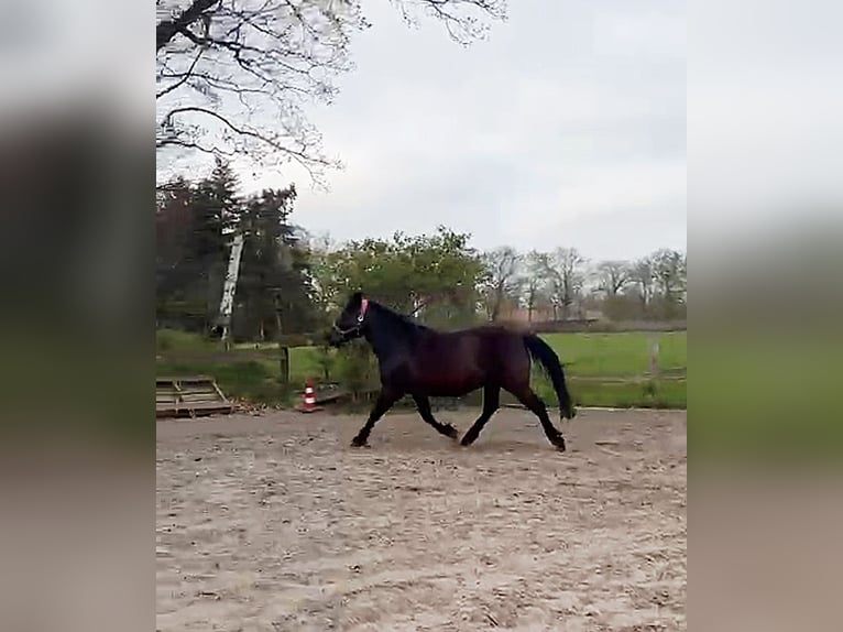 Huzule Wallach 11 Jahre 140 cm Rappe in Zetel Neuenburg