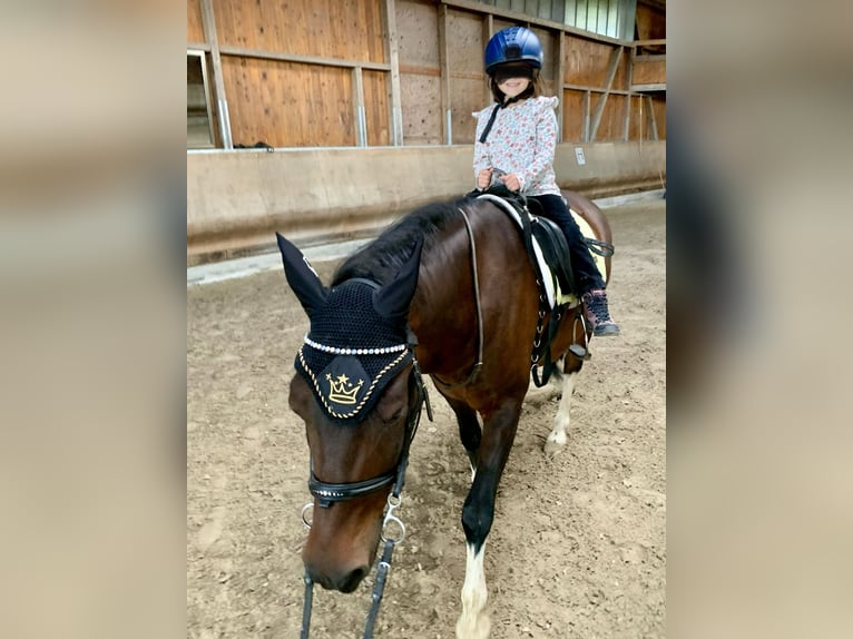 Huzule Wallach 11 Jahre 142 cm Brauner in Heimenhausen