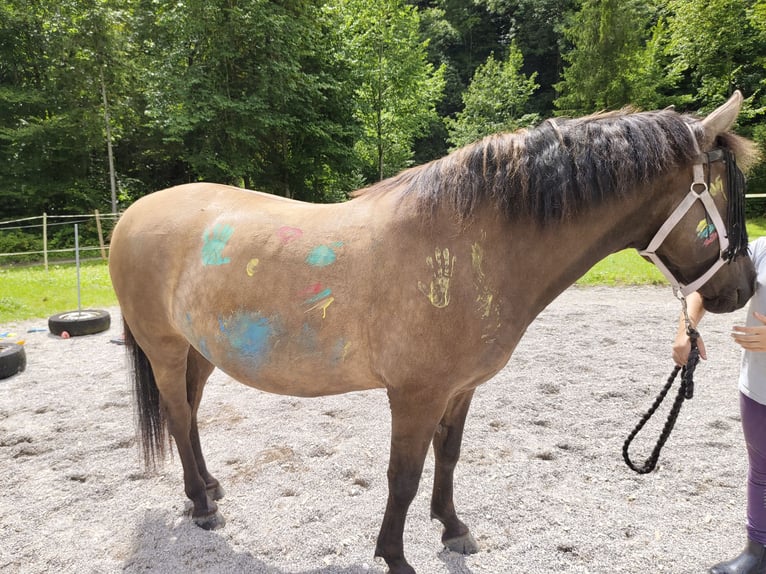 Huzule Wallach 11 Jahre 144 cm Braunfalbschimmel in Niederndorf