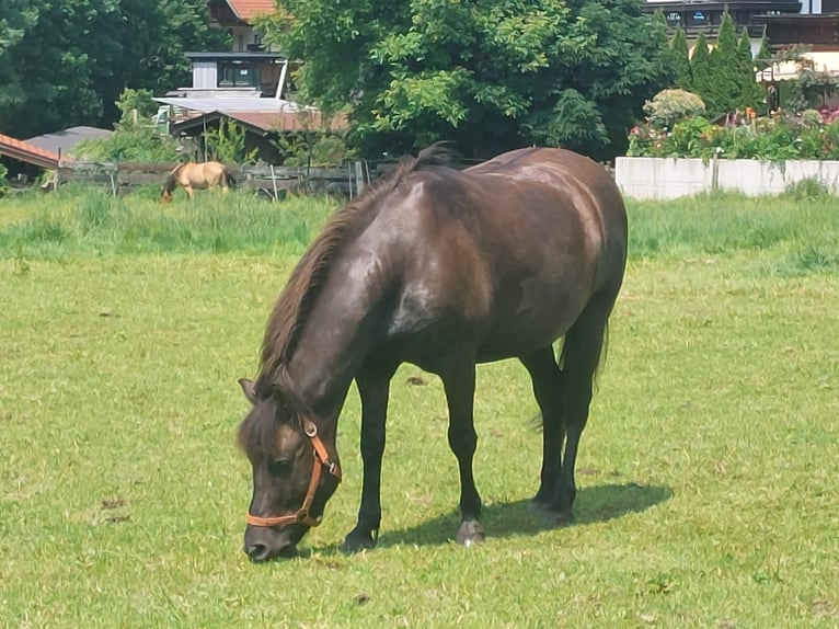Huzule Wallach 11 Jahre 144 cm Braunfalbschimmel in Niederndorf