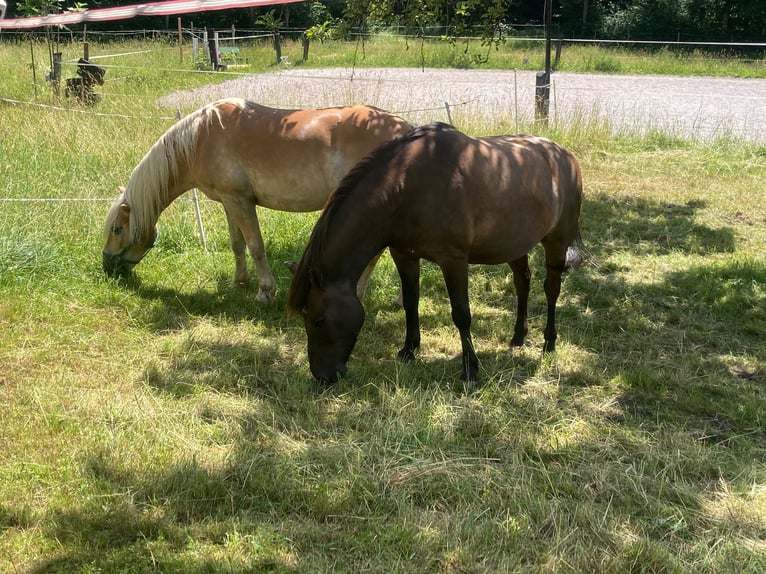Huzule Wallach 11 Jahre 144 cm Braunfalbschimmel in Niederndorf