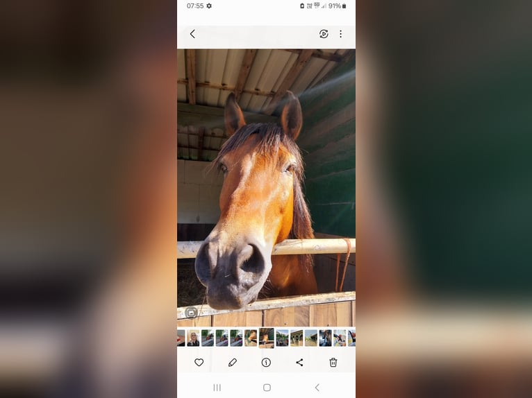 Huzule Mix Wallach 11 Jahre 147 cm Brauner in Velbert