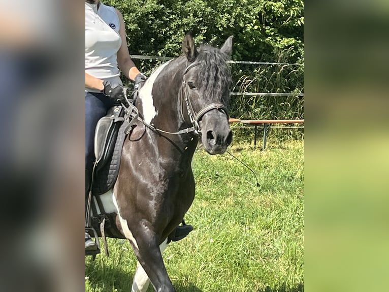 Huzule Wallach 12 Jahre 144 cm Schecke in Ursensollen